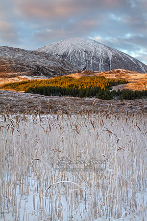 Beinn na Caillich. Frosted Reeds. Loch Cill Chriosd. Isle of Skye. Scotland.