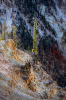 Lodgepole Pine Grand Canyon of Yellowstone.