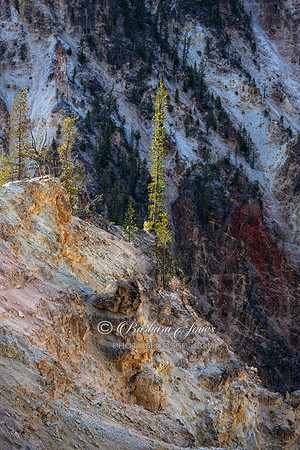 Lodgepole Pine Grand Canyon of Yellowstone.