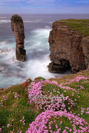 Yesnaby Castle Summer Flowers Orkney Isles Scotland
