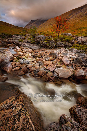 Glen Etive Waterfalls and Rowan Scotland.