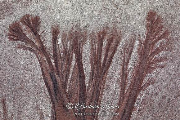 Trees in the Sand Mellon Udrigle Scotland.