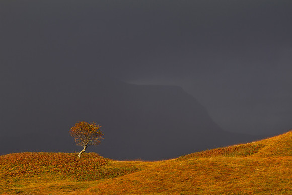 Quinag Storm. Rowan Tree. Assynt.North West Geopark. Scotland.