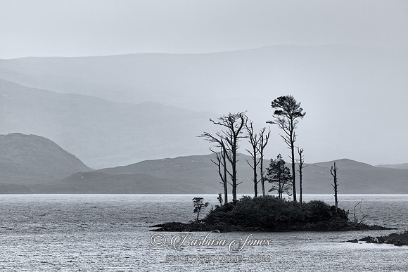 Loch Assynt Pines in the rain. North West Geopark. Highland Scotland. Mono