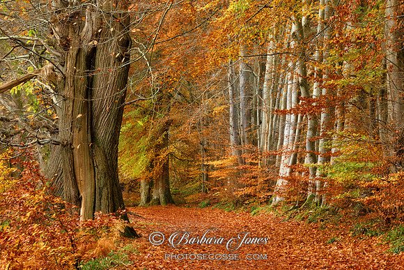 Lady Marys Walk in Autumn Crieff Perthshire Scotland