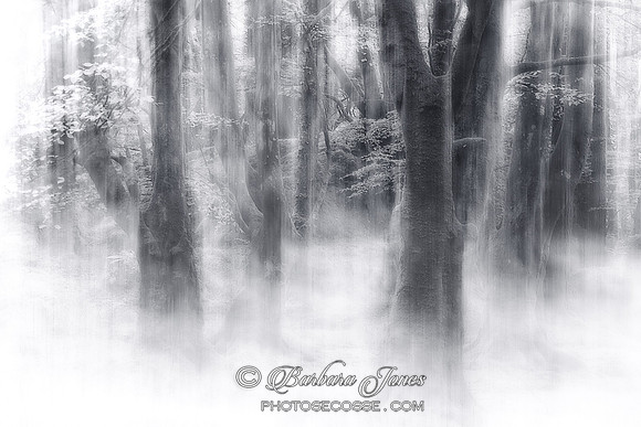 Beech Trees in Mono high key