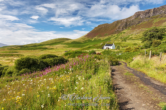 Howlin, Wild Flowers in Summer, Isle of Eigg. Scotland.