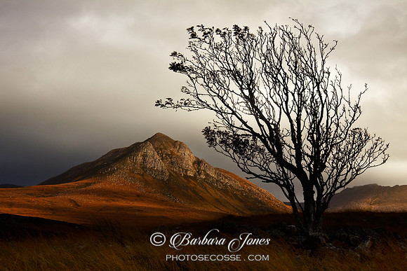 Coigach, Lone Rowan Tree and Mountain,  North West Scotland.