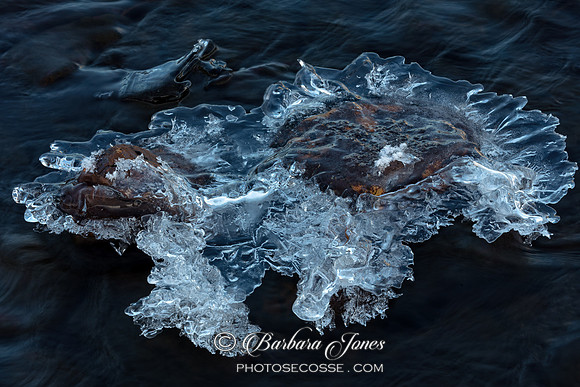 Ice Jelly Fish. Allt Dearg Mhor. Sligachan. Isle of Skye. Scotland.