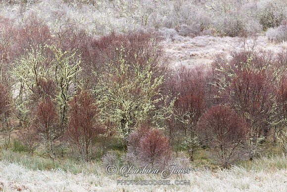 Native Woodland. Hoar Frost. Scottish Highlands. Crop.