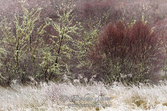 Native Woodland Hoar Frost and Birches Scotland