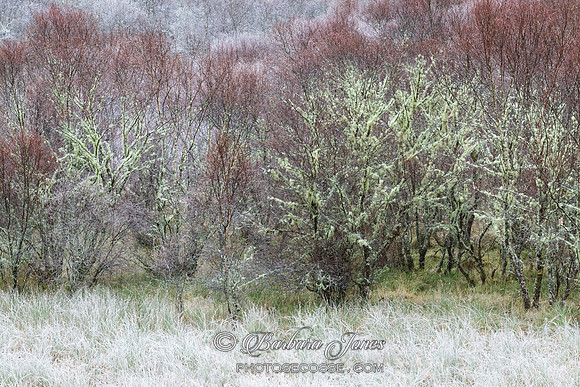 Native Woodland. Frost and Moss. Scottish Highlands.