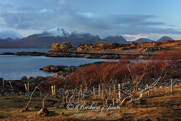 Tokavaig Birches in Winter Skye Scotland.