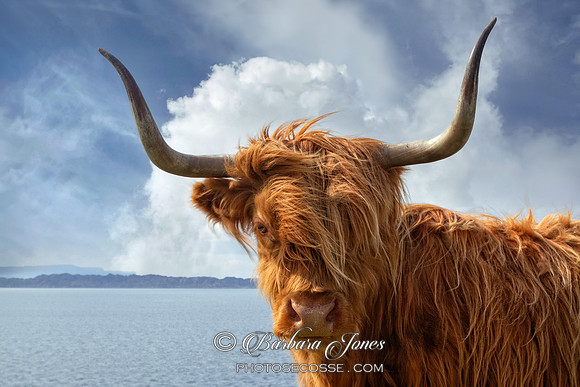 Highland Cow, Applecross NC500 Scotland.