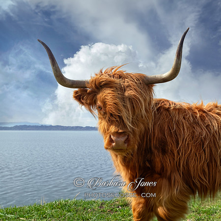 Highland Cow Applecross NC500 Scotland. 24x24