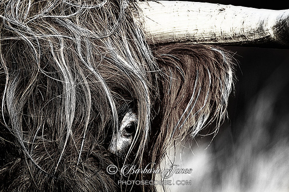 Highland Cow eye Dragan effect #. Isle of Skye. Scotland.