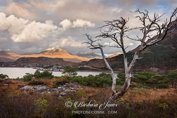 Shieldaig Village Dead Pine  Wester Ross  Scotland.