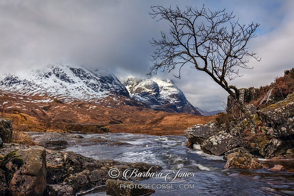 Glen Coe Tree, Three Sisters View, Scotland.