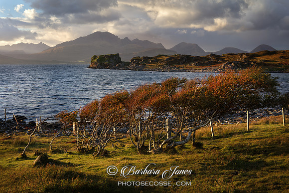 Tokavaig Birches in October Skye  Scotland.