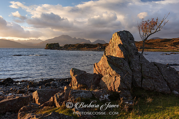 Tokavaig Rock and Rowan Skye Scotland.