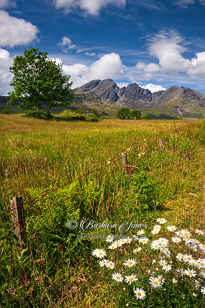 Blaven Summer Flowers, Skye, Scotland.