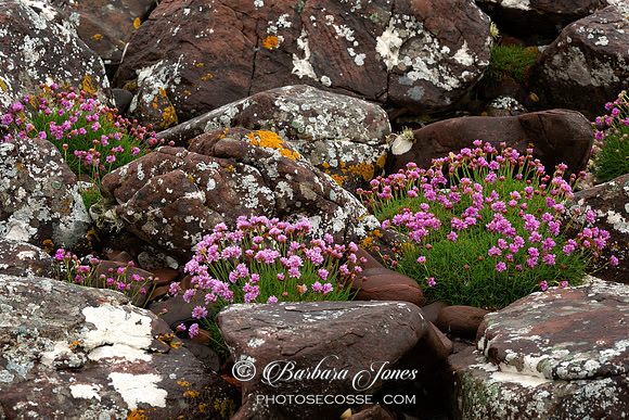 Mellon Udrigle Sea Thrift Wester Ross Scotland.