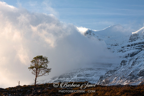 Mist. Liathach in Winter.  Lone Pine. Torridon. Scotland.