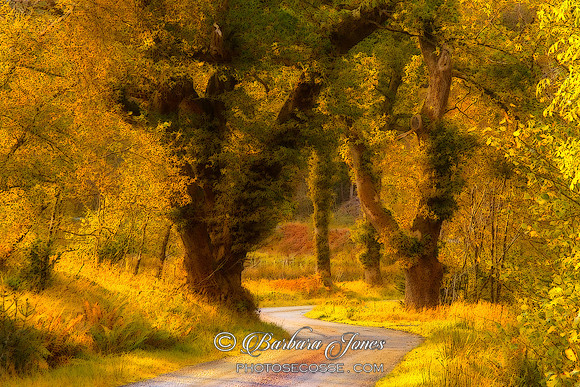 The Road Home, A Country Lane.