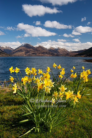 Springtime Daffodils  Five Sisters Loch Duich Scotland