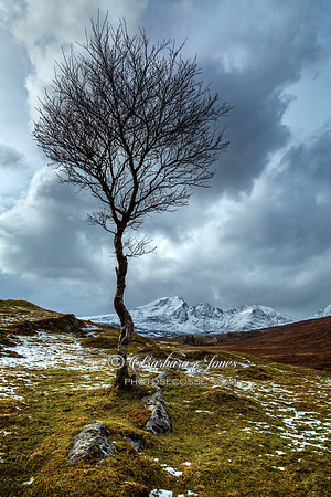 Blaven Birch, Kilbride, Skye. Scotland.