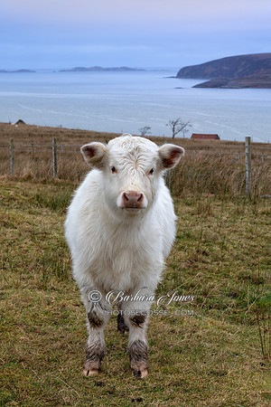 A Highland Calf. Wester Ross. Scottish Highlands.