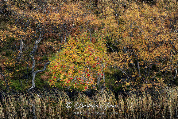 Rowan and Birch Autumn Scottish Highlands