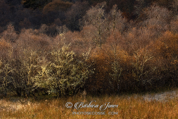 Native Woodland Late Autumn Lochalsh Scotland.
