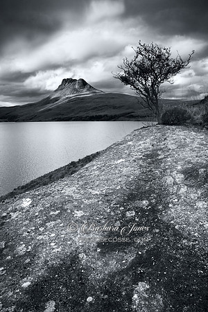 Stac Pollaidh and Lone Tree, mono, North West Scotland.