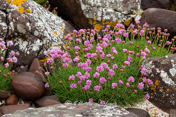 Sea Thrift Mellon Udrigle Scotland