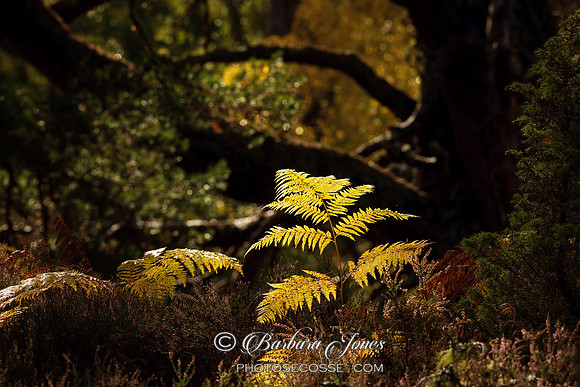 Golden Bracken. Rothiemurchus Forest. Cairngorm National Park. Scotland.
