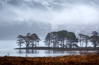 Loch Maree Pines and Mist  Wester Ross. Scotland.