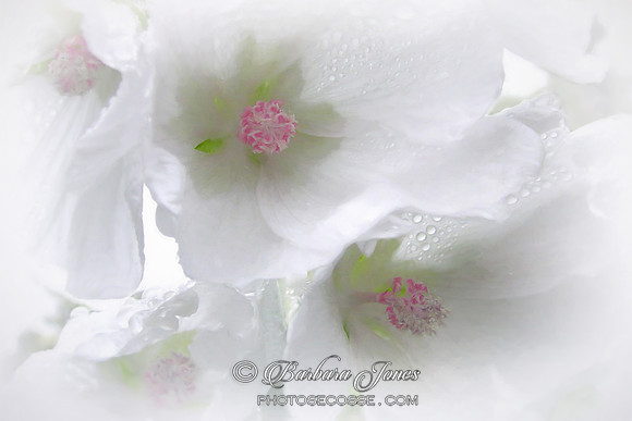 Purity, Malva Moschata Art Work