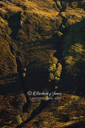 Glen Strathfarrar. Hillside in Autumn.  Scottish Highlands.