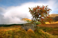The Rowan Tree Glen Shiel Scotland