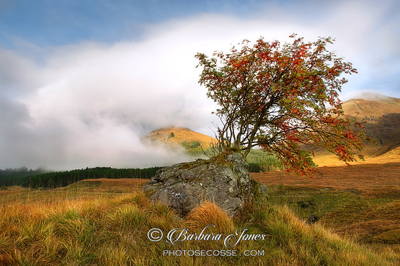 The Rowan Tree Glen Shiel Scotland