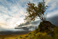 Glen Shiel . Lone Rowan Tree looking East. Scotland.