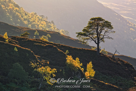 Glen Strathfarrar in Autumn. Pine and Birch. Scotland.