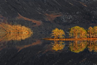 Loch Maree Caledonian Pines Wester Ross Scotland.