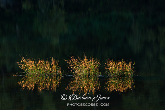 Glen Strathfarrar. Light on the Loch. Scotland.