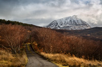 Ben Hope. Birch Trees in Sunlight. Sutherland. Scotland.