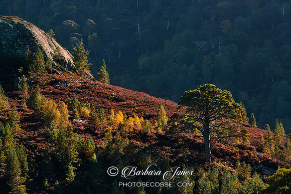 Glen Strathfarrar. Pine, Birch and Heather on the hillside. Scotland.