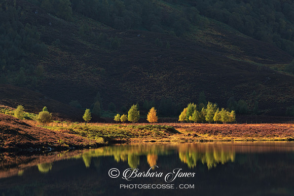 Glen Strathfarrar. Heather and Birch reflections. Scotland.