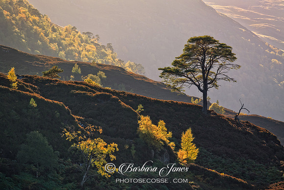 Pine and Birch in Autumn Glen Strathfarrar Scotland.
