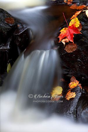 Maple Leaf and Waterfall, Autumn,  Scotland.